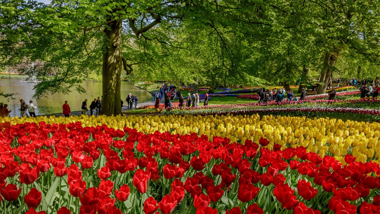 Keukenhof 1