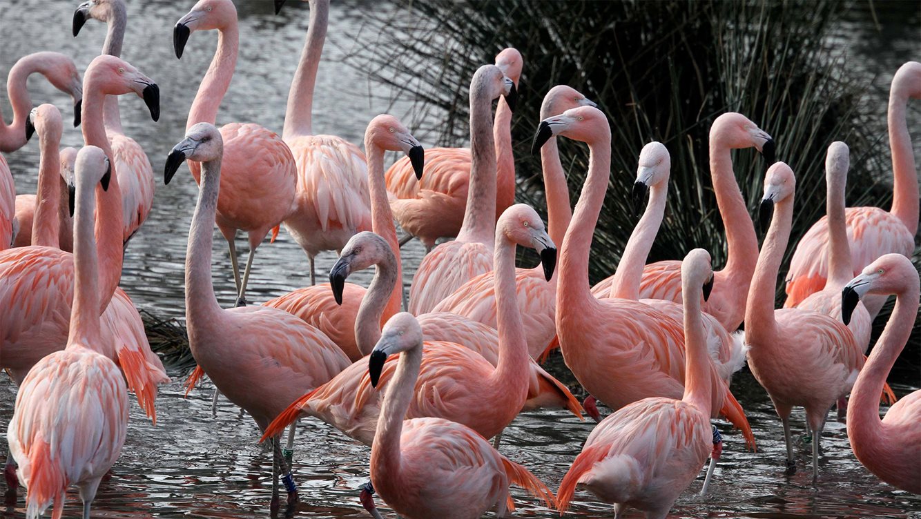 ARTIS Chileense flamingo s in ARTIS Foto ARTIS, Ronald van Weeren