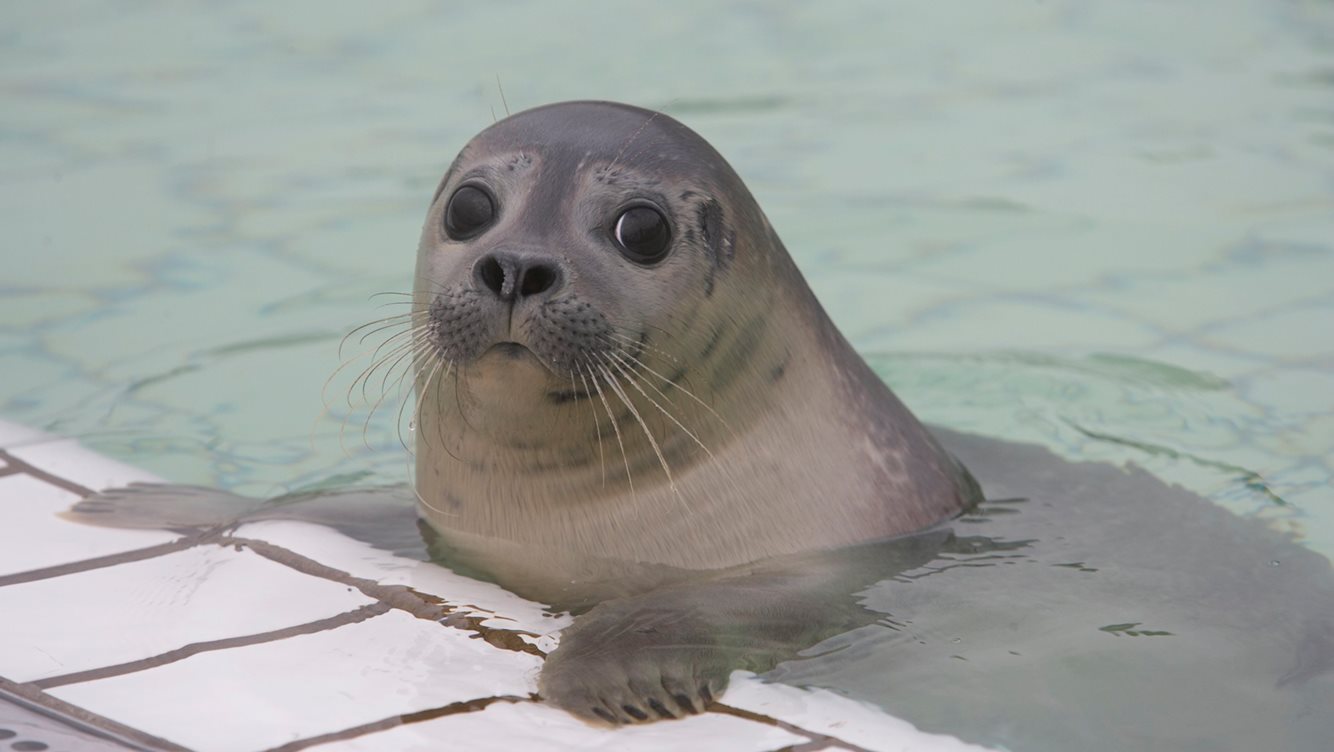 ZeehondencentrumPieterburen 1